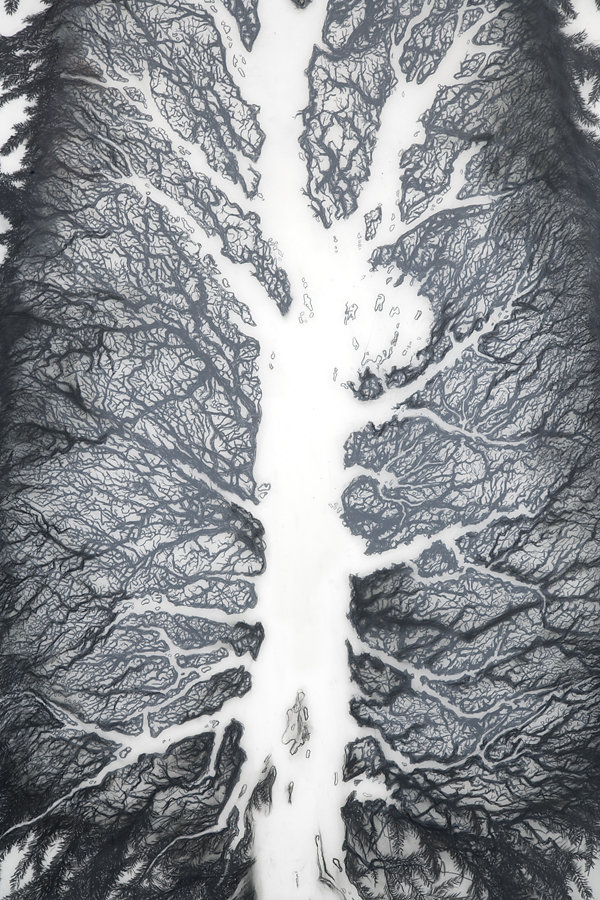 lung-tree-detail-3-75dpi.jpg